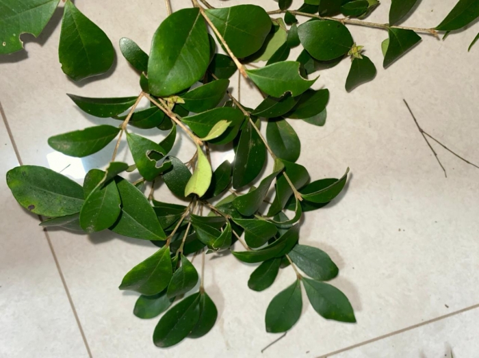 Calyptranthes pileata
