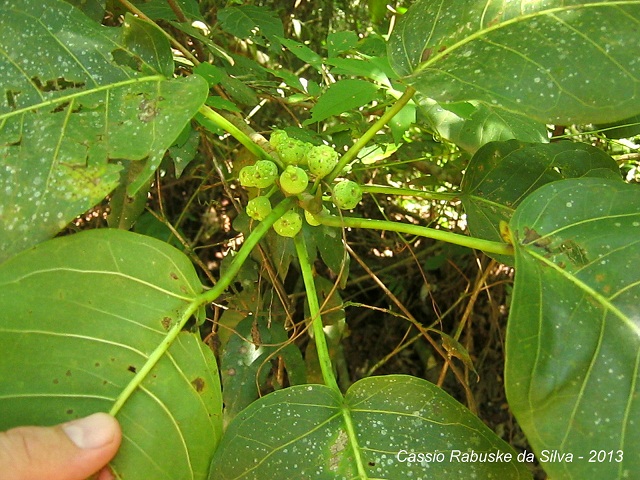 Ficus citrifolia