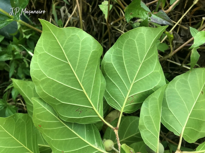 Campomanesia guaviroba