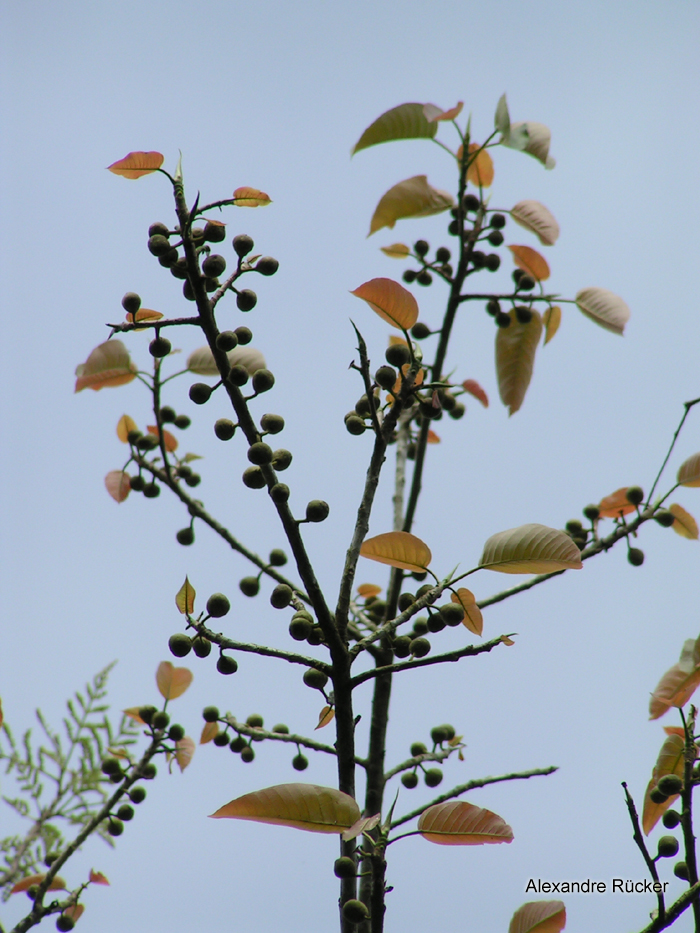 Ficus citrifolia