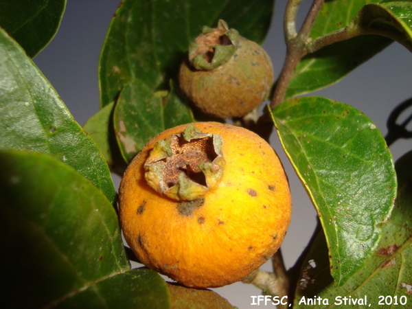 Campomanesia guaviroba