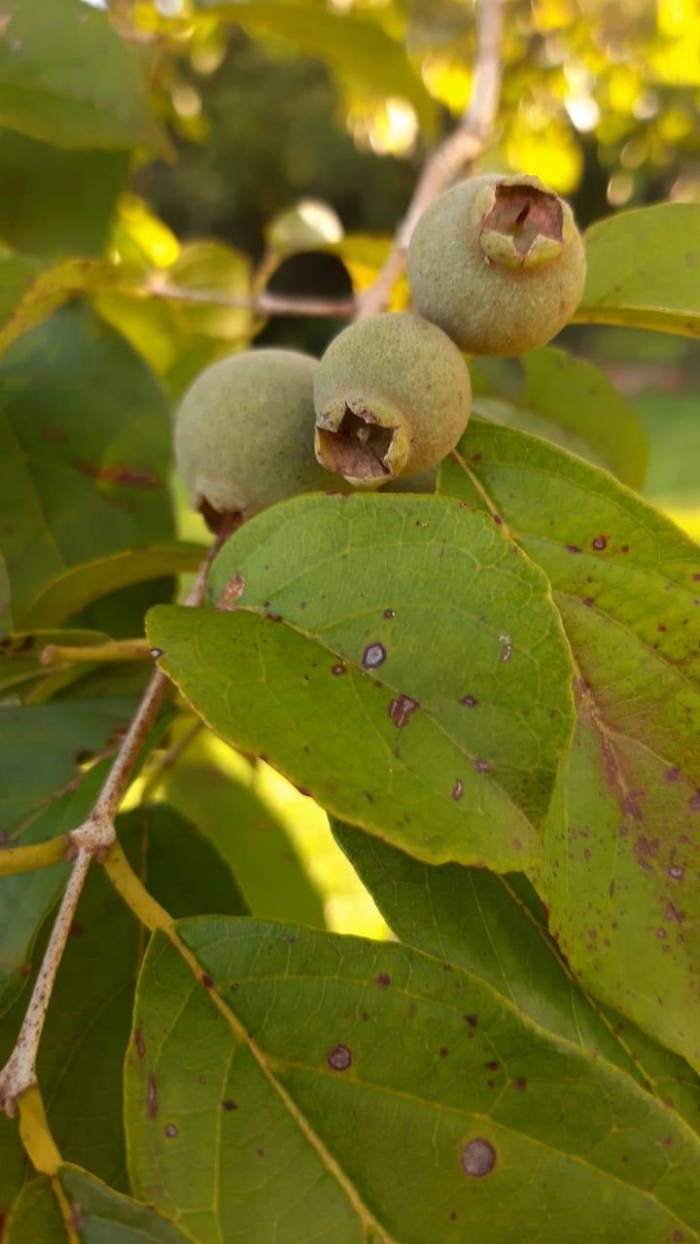 Campomanesia guaviroba