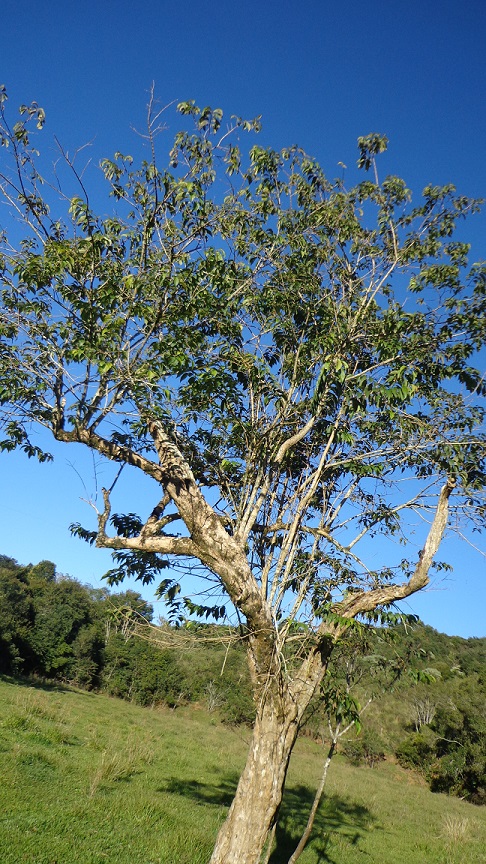 Campomanesia guaviroba