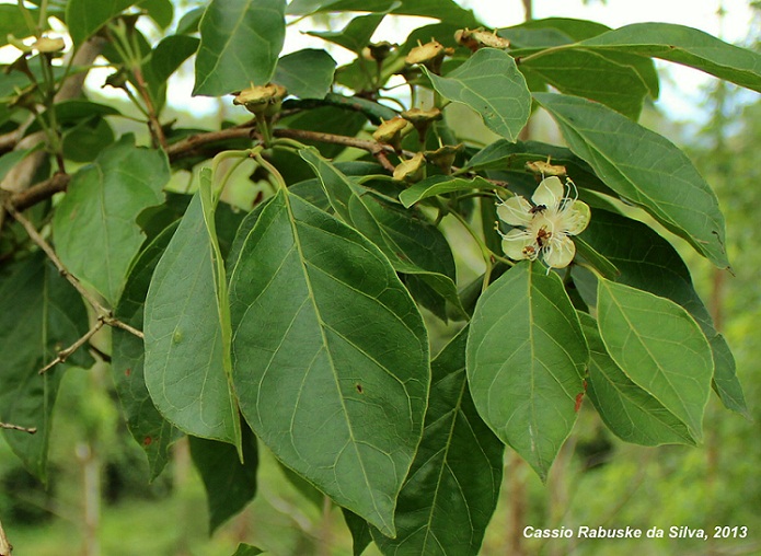 Campomanesia guaviroba