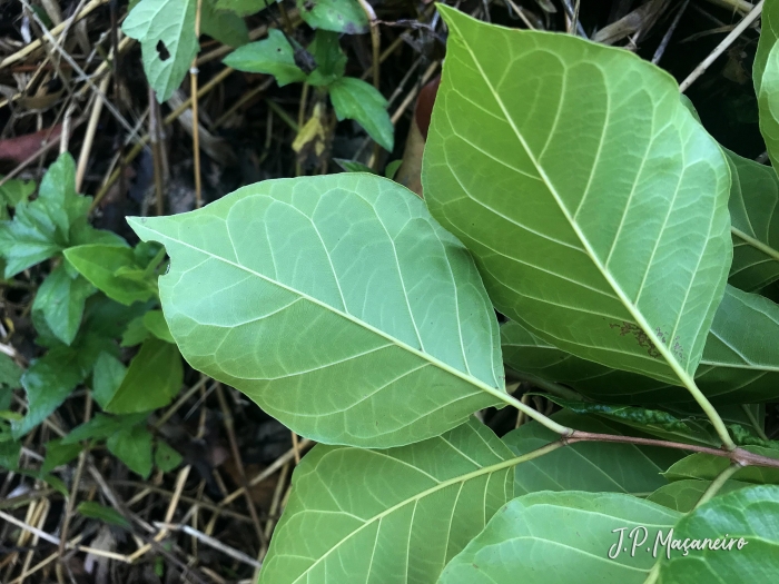 Campomanesia guaviroba