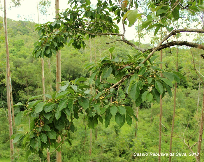 Campomanesia guaviroba