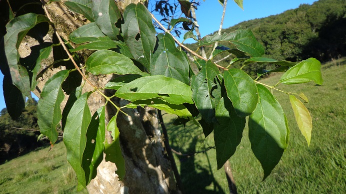 Campomanesia guaviroba