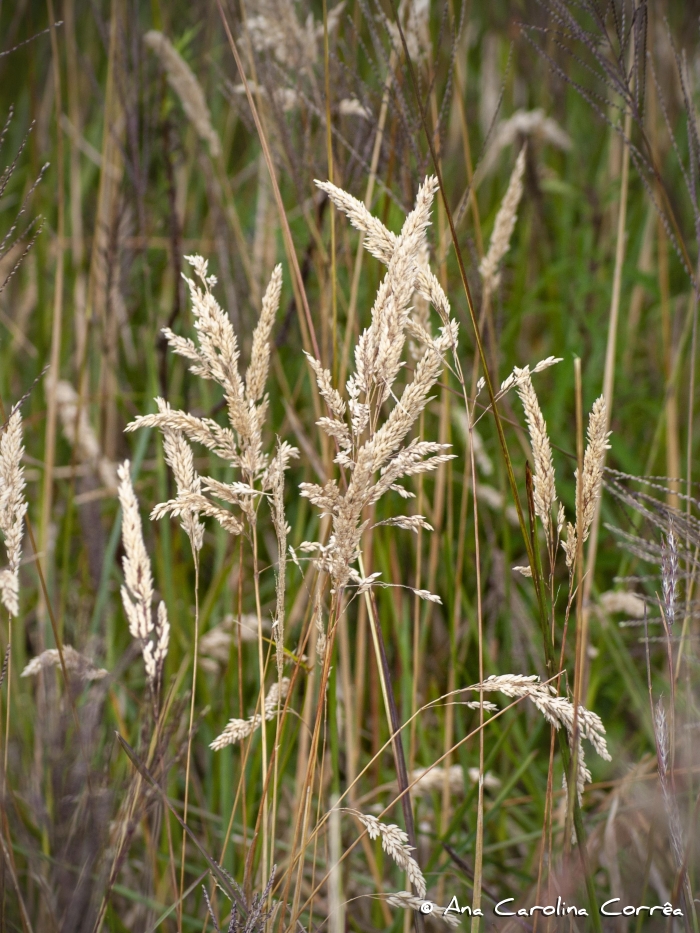 Holcus lanatus