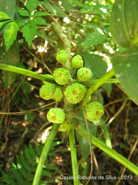 Ficus citrifolia