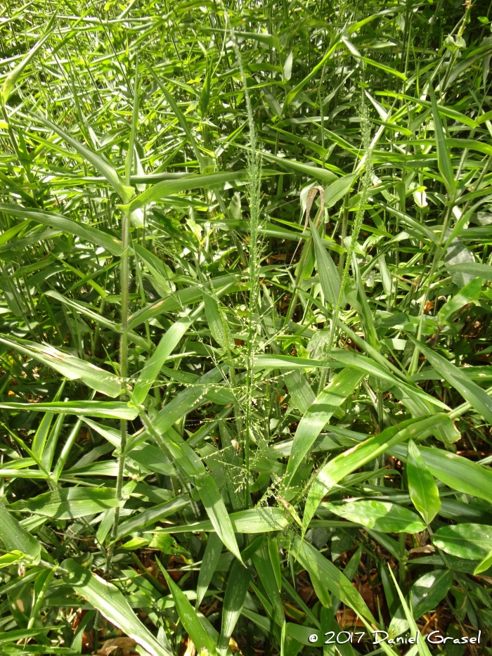 Rugoloa polygonata