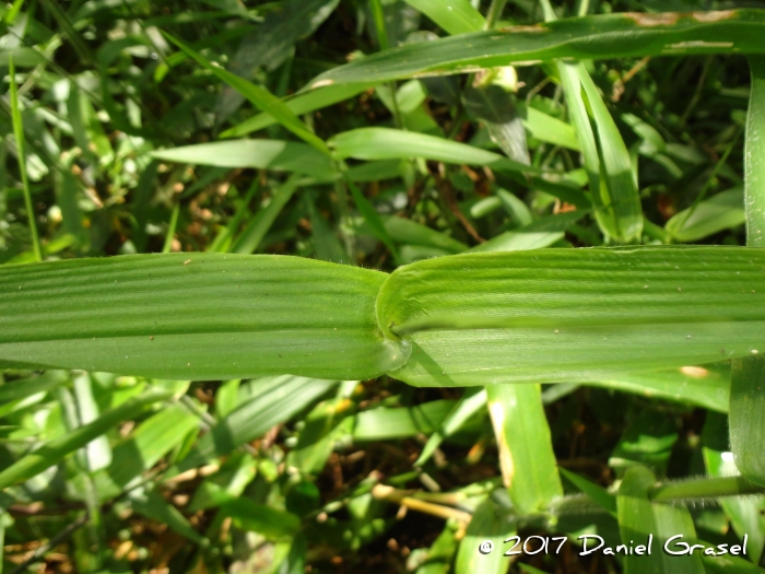 Rugoloa polygonata