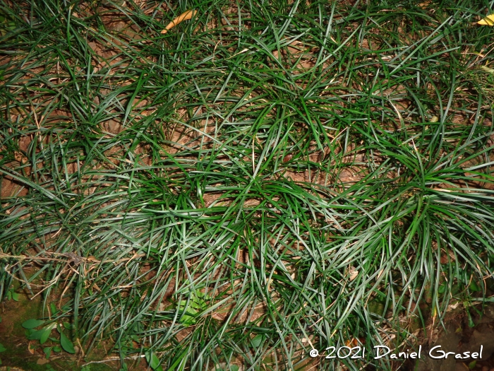 Ophiopogon japonicus