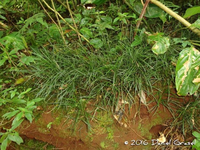 Ophiopogon japonicus