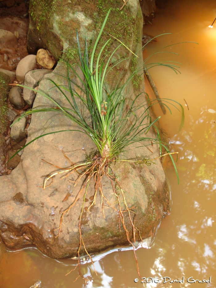 Ophiopogon japonicus