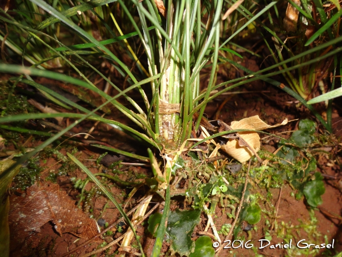 Ophiopogon japonicus