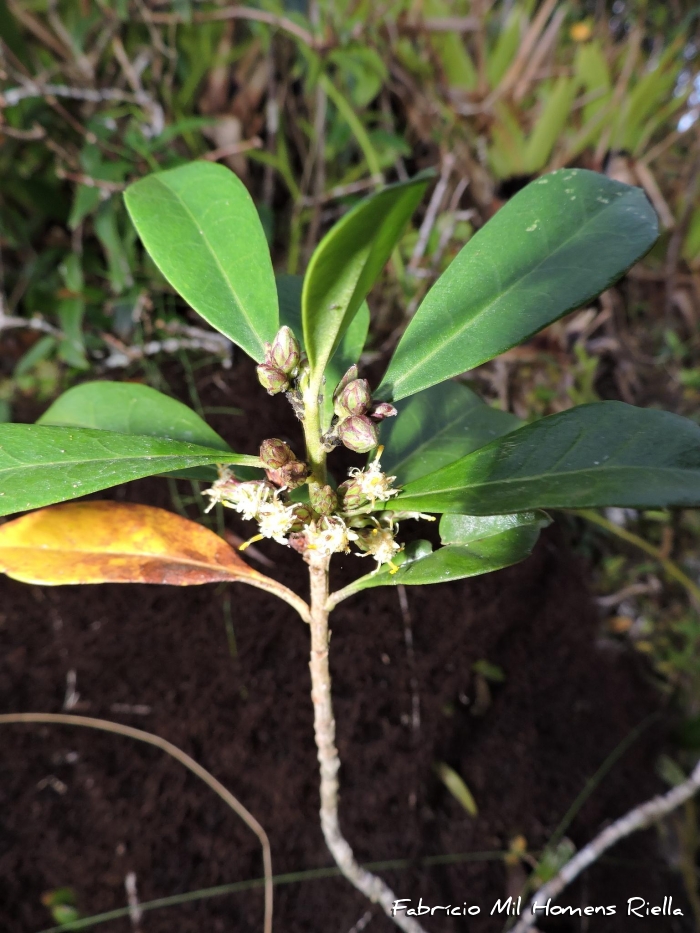 Baccharis malmei