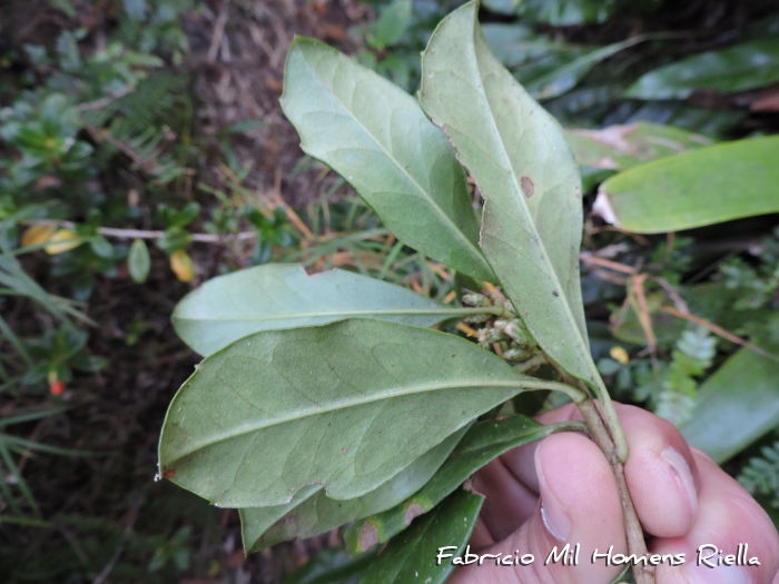 Baccharis malmei