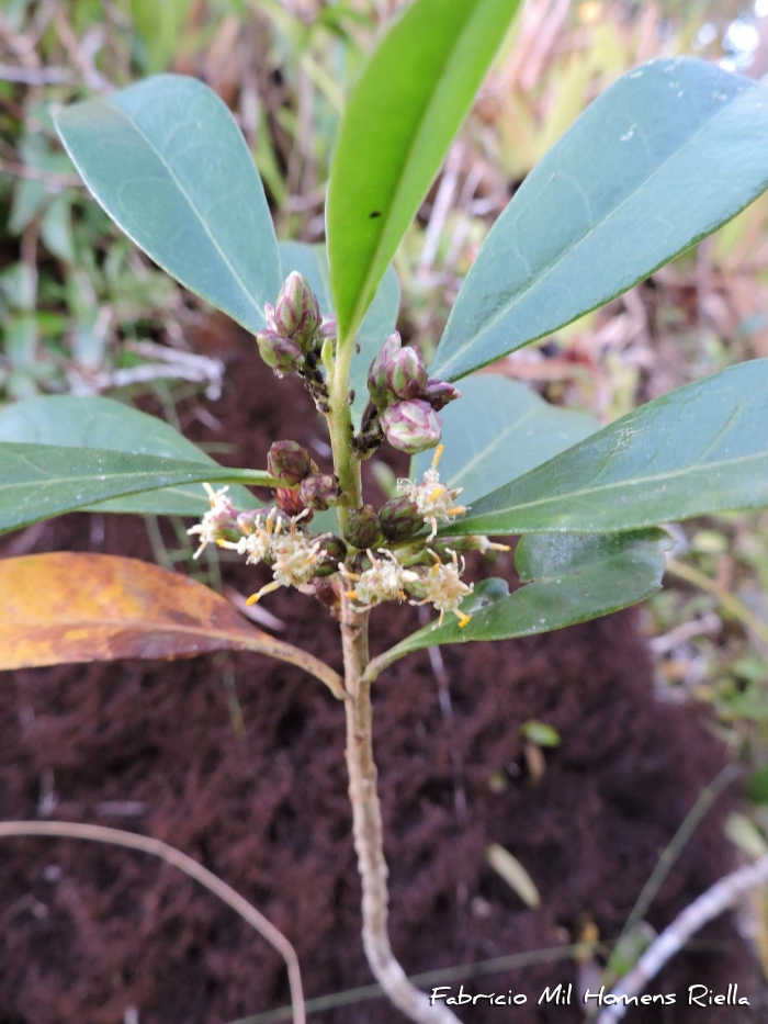 Baccharis malmei