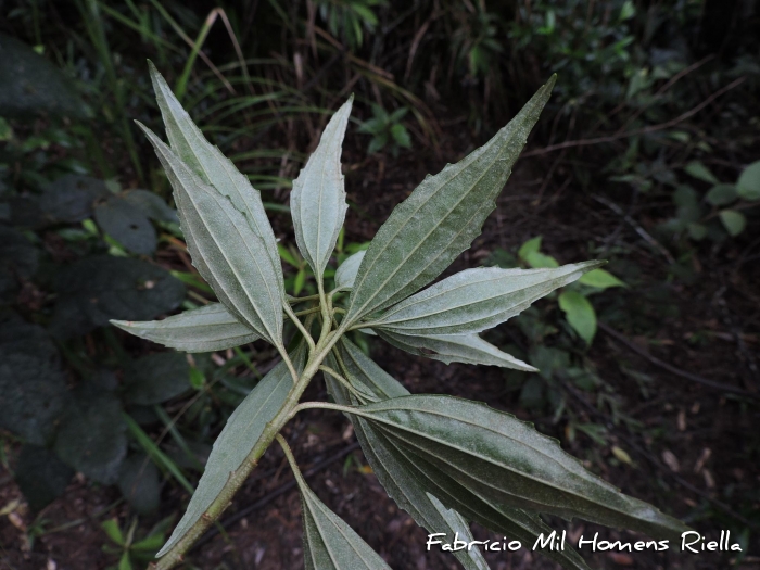 Baccharis oreophila