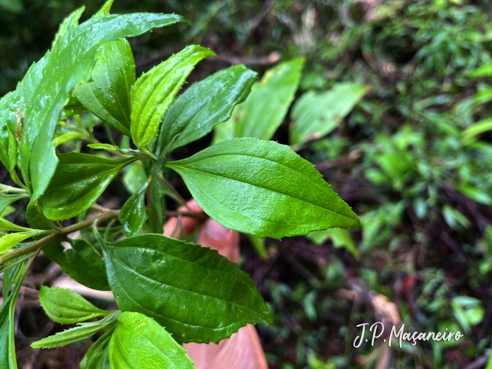 Baccharis oreophila