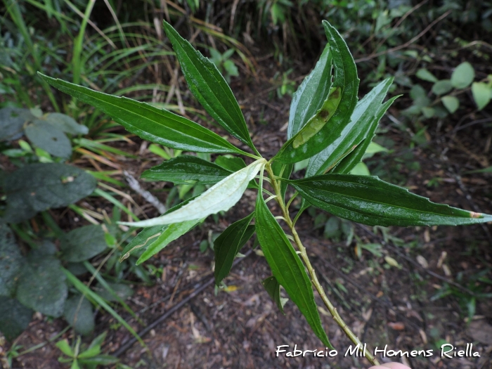 Baccharis oreophila