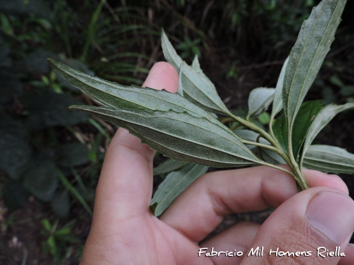 Baccharis oreophila