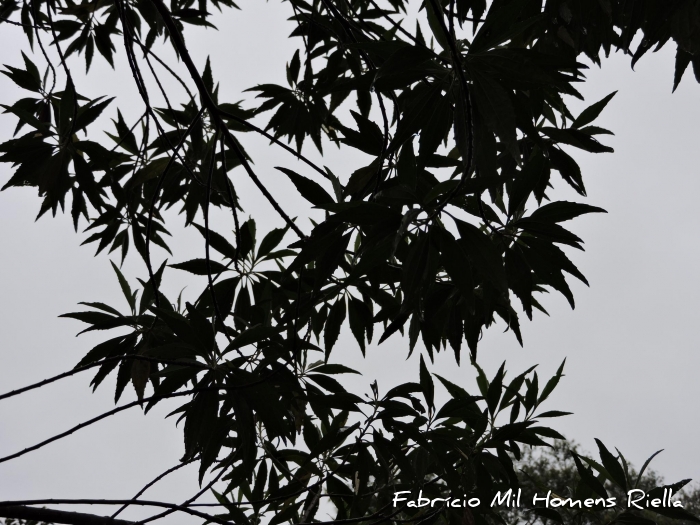 Baccharis oreophila
