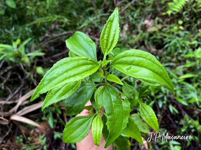 Baccharis oreophila