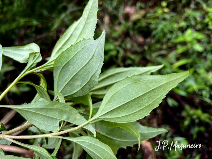 Baccharis oreophila