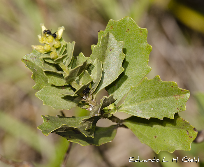 Baccharis subopposita