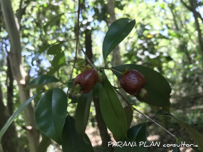 Eugenia involucrata