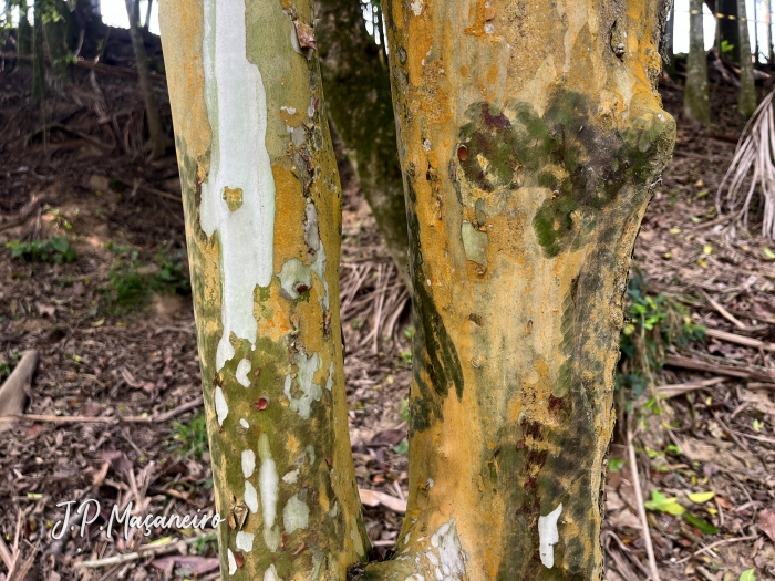 Eugenia involucrata