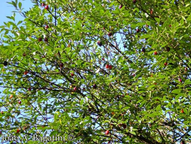 Eugenia involucrata