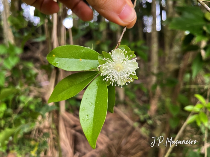 Eugenia involucrata