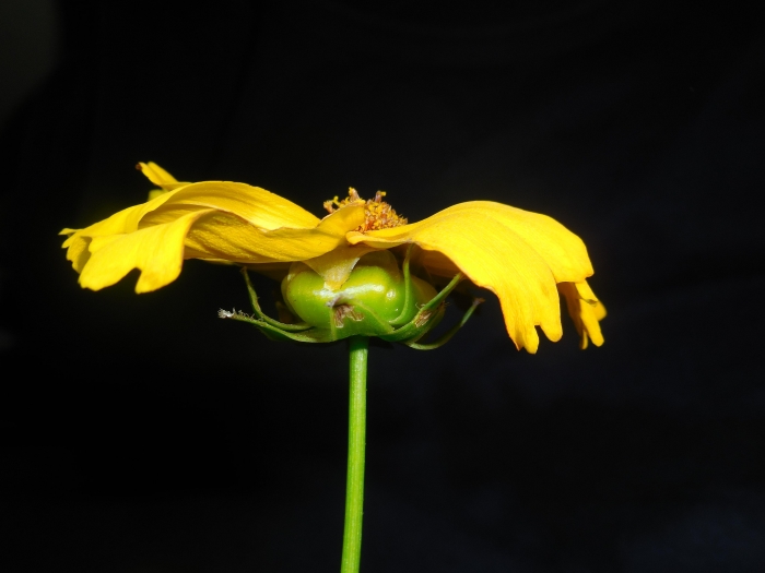 Coreopsis lanceolata