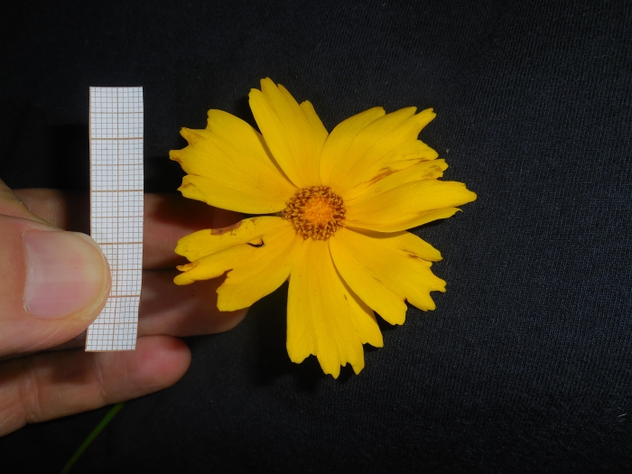 Coreopsis lanceolata