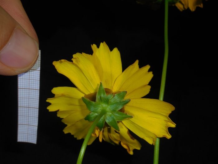 Coreopsis lanceolata