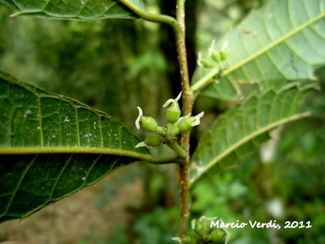 Sorocea bonplandii