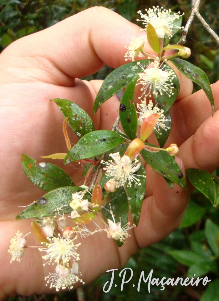 Eugenia neomyrtifolia