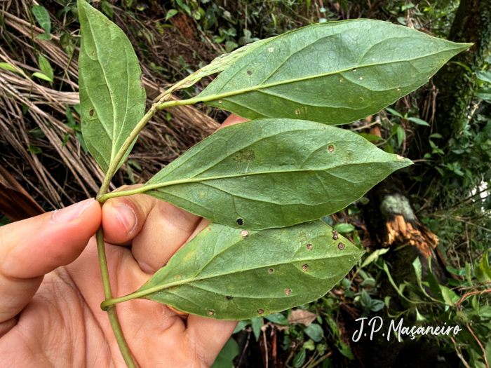 Steyermarkina pyrifolia
