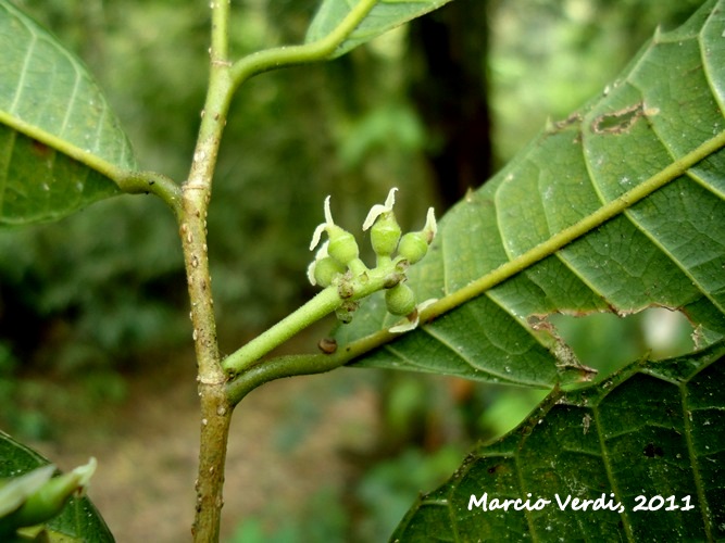 Sorocea bonplandii