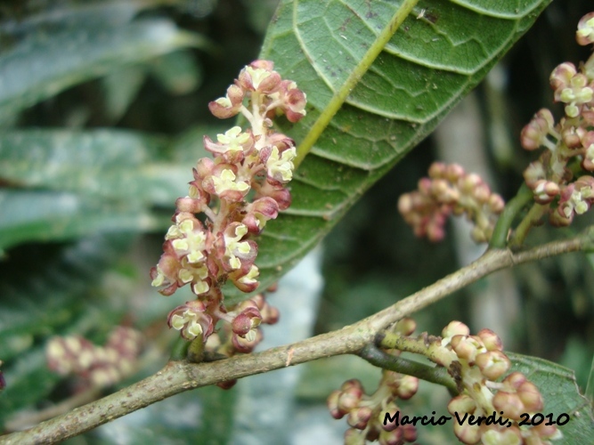 Sorocea bonplandii