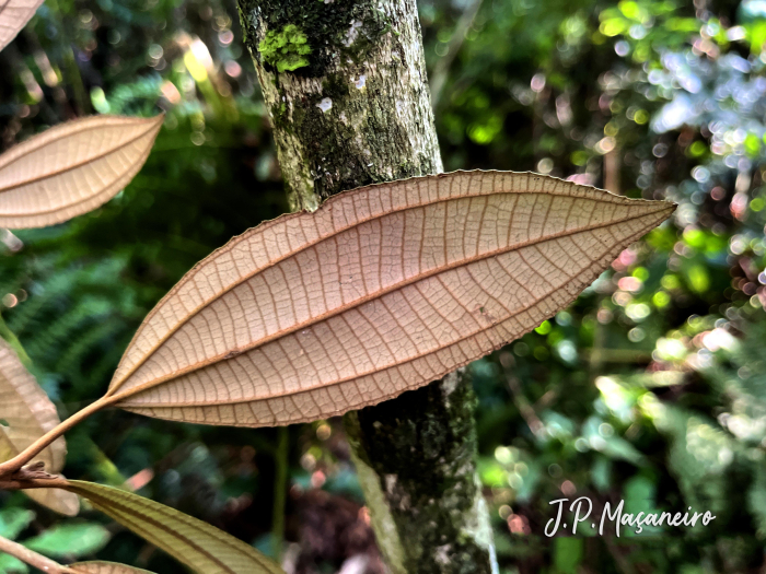 Miconia cinerascens var. robusta