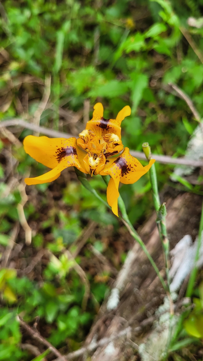 cypella amplimaculata