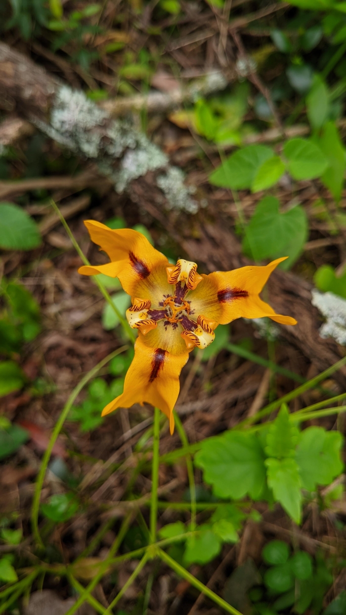 cypella amplimaculata