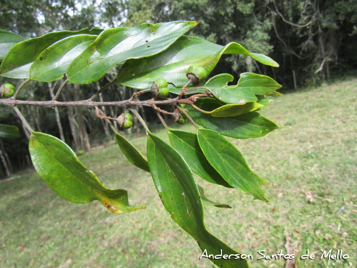 Colubrina glandulosa