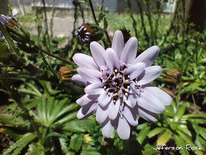 Perezia squarrosa subsp. cubaetensis