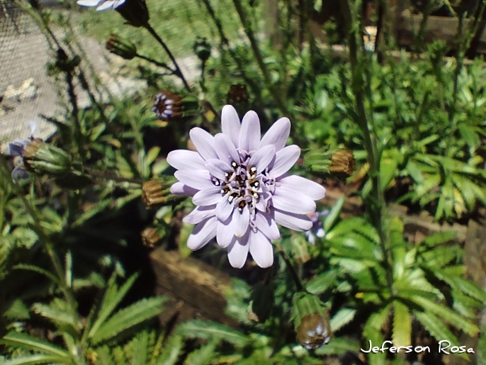 Perezia squarrosa subsp. cubaetensis