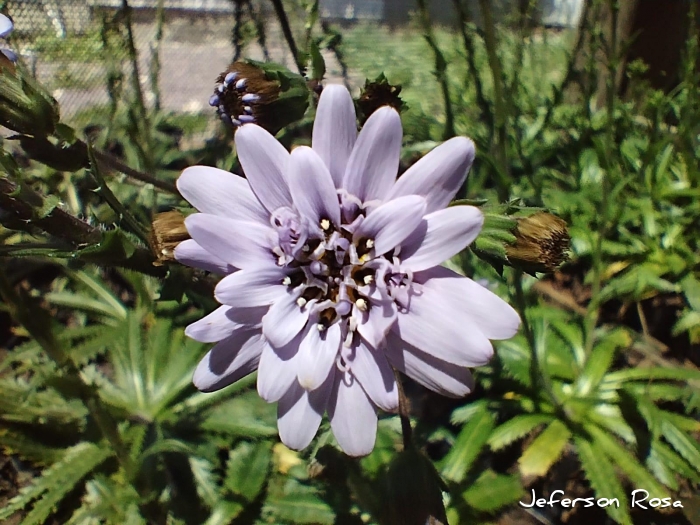 Perezia squarrosa subsp. cubaetensis