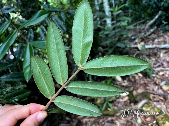 Myrciaria glazioviana